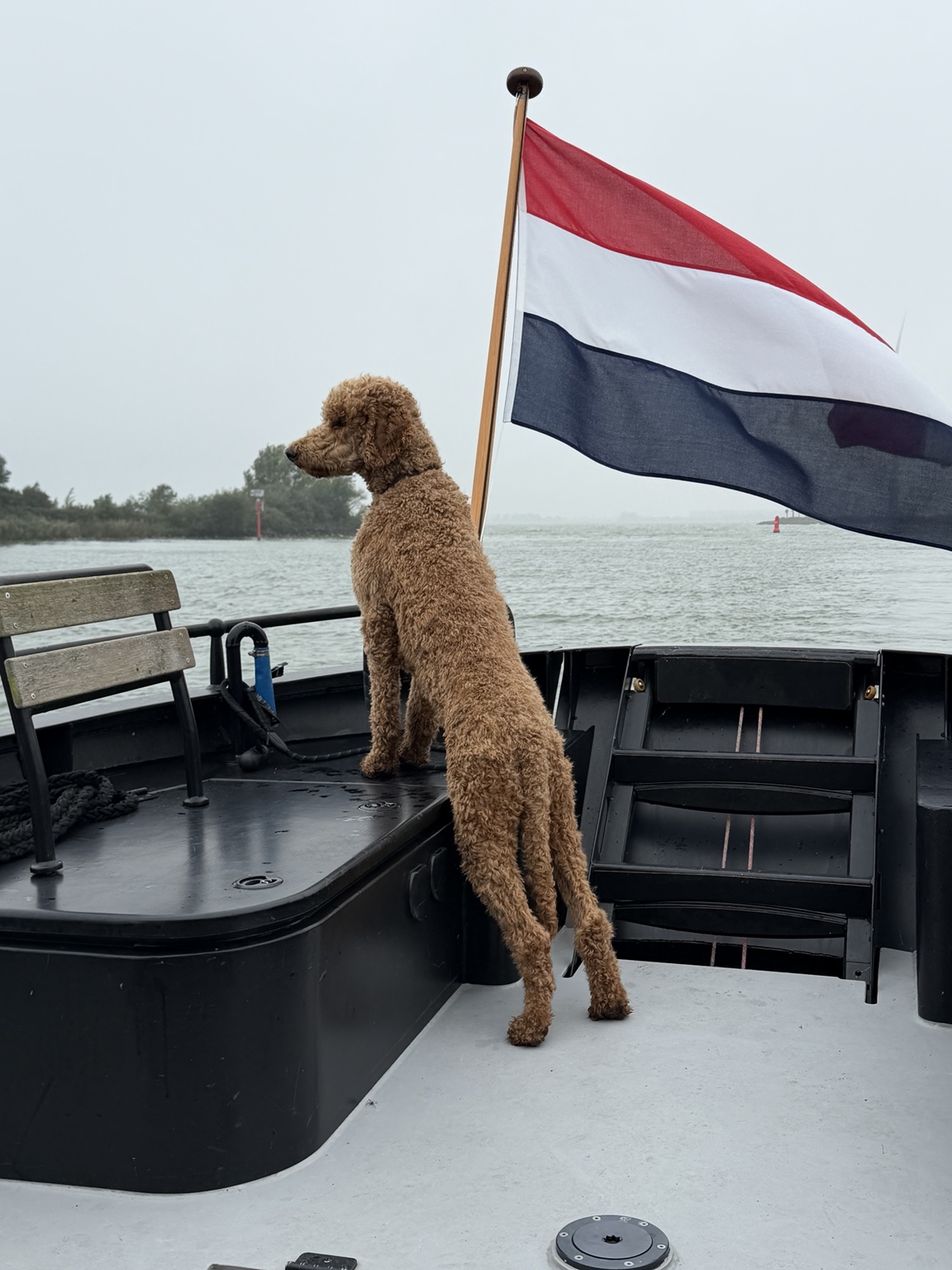 Bruno, de koningspoedel, houdt de wacht op het achterdek, naast de Nederlandse vlag.