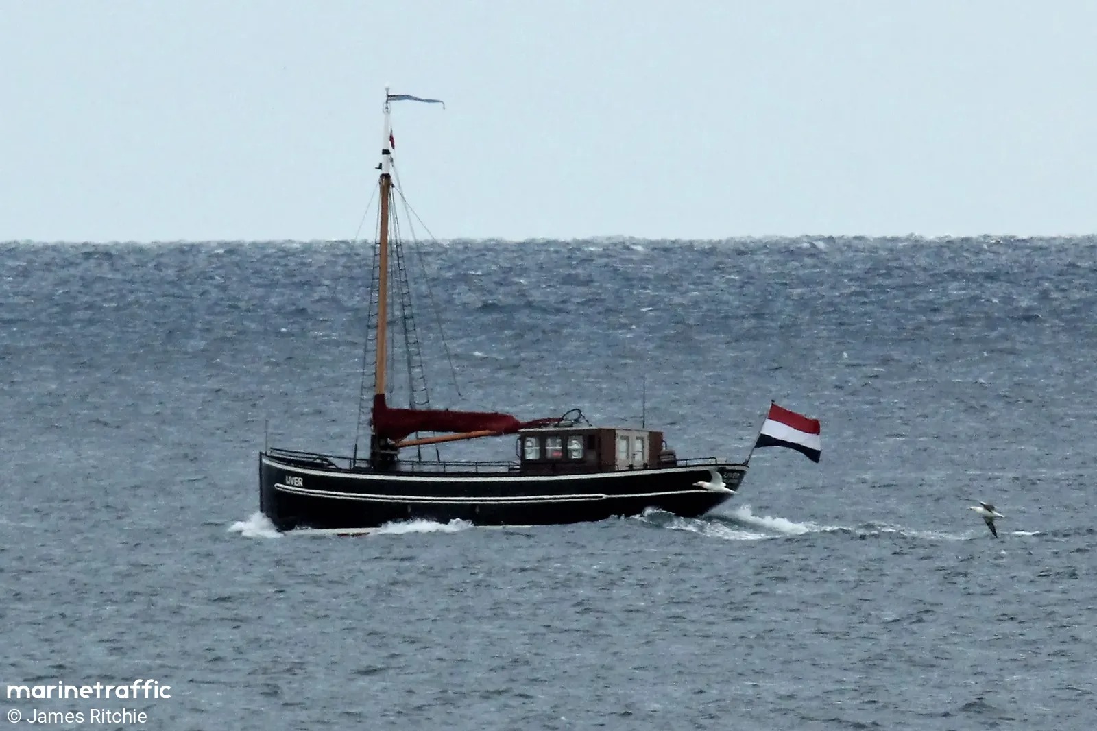 De IJVER onderweg op open water, met de Nederlandse vlag en meeuwen langs de boeg.