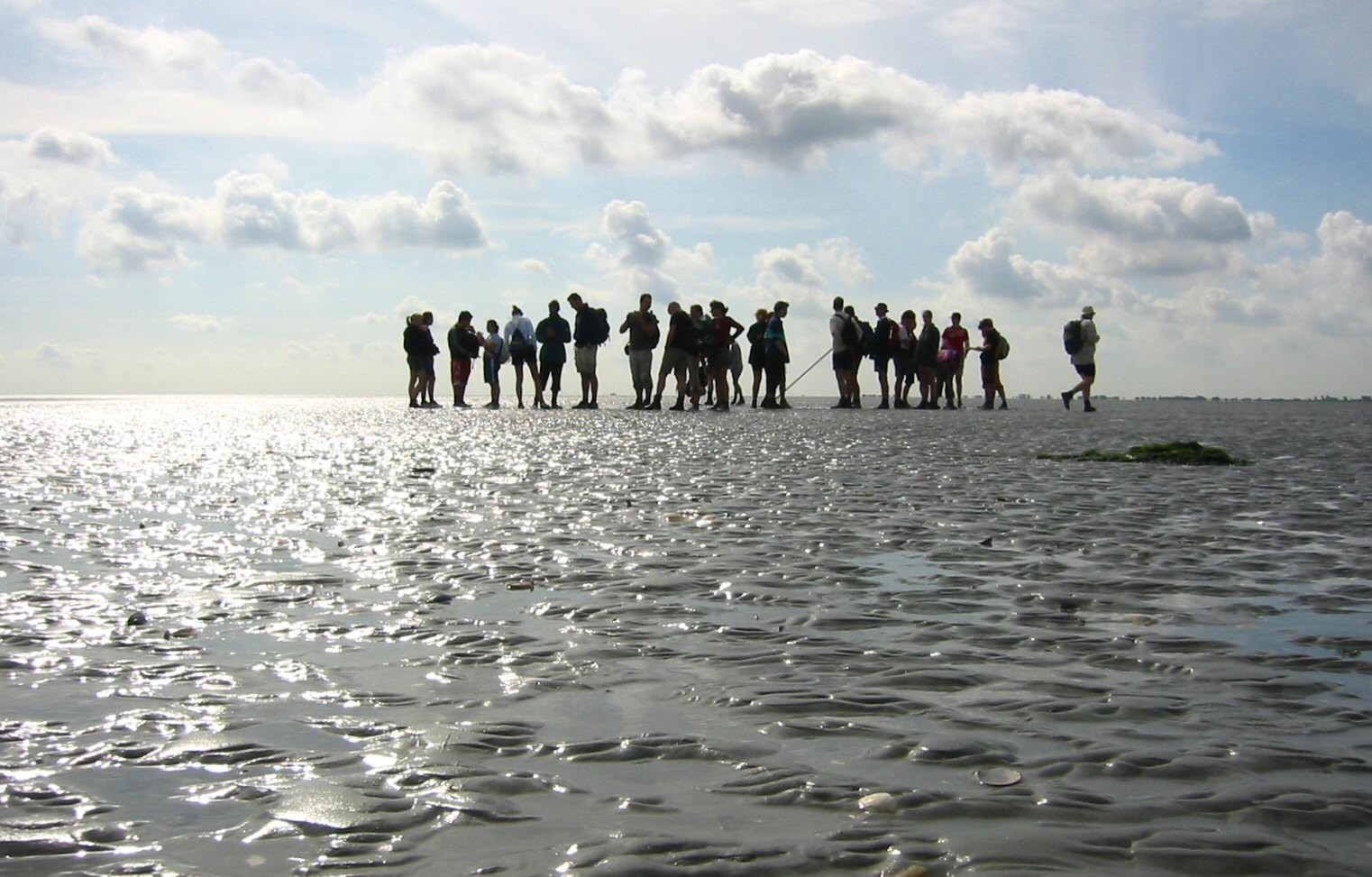Wadlopers op het wad bij Pieterburen.