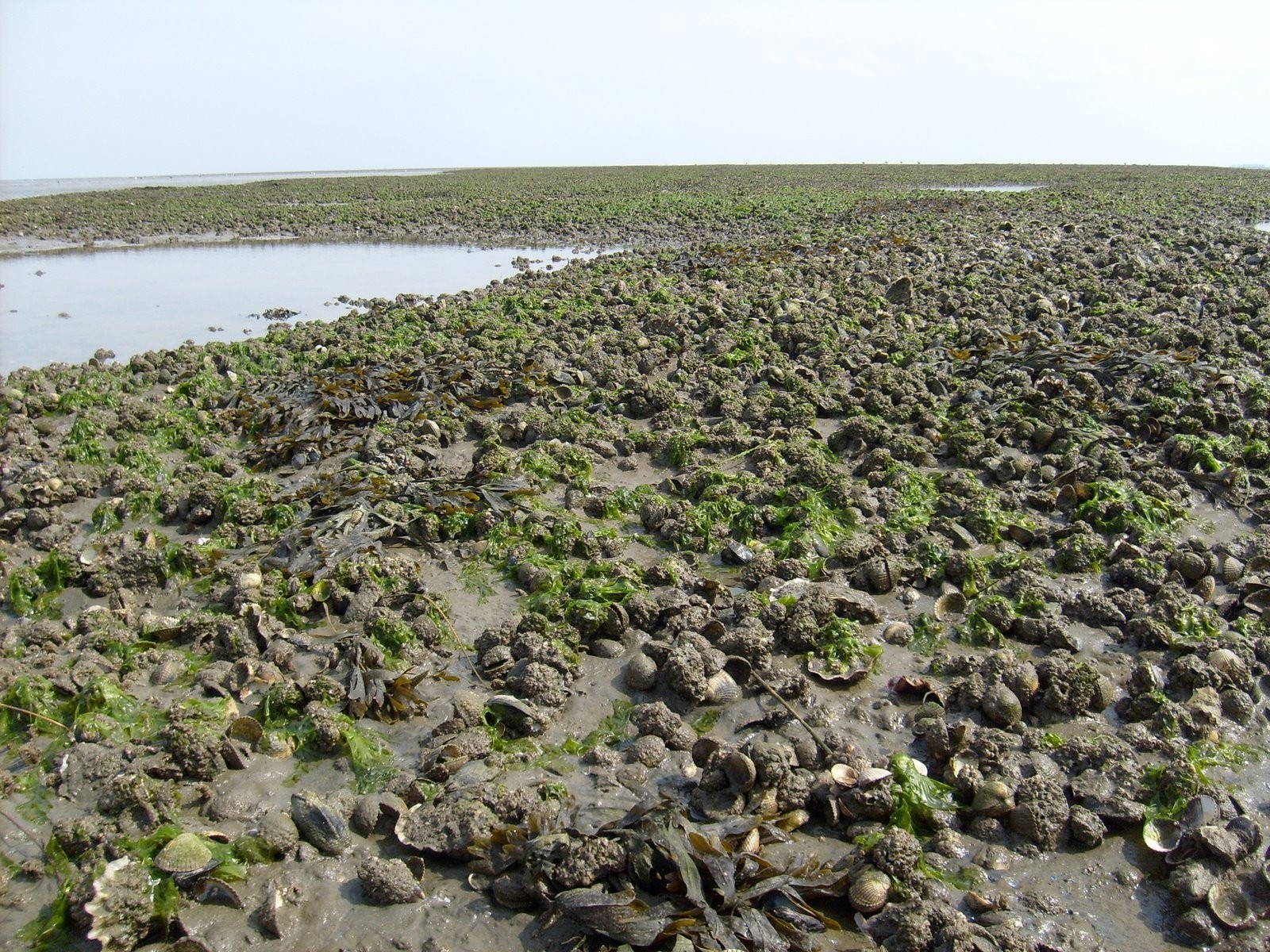 Een schelpdierenbank met kokkels, mosselen en Japanse oesters bij Schiermonnikoog.
